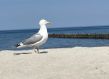 thumbnail_IMG_9367.jpg