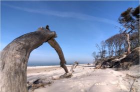 Darss-Strand-a27493683.jpg